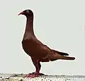 German Long Faced Tumbler