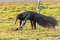 Giant anteater, Los Llanos Region