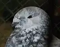 Grizzled head