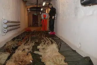 #69 (10/4/1896) and others, Three giant squid from the NTNU Museum of Natural History and Archaeology in Trondheim, Norway, including the oldest and largest specimen (#69), which was found in 1896 and measures some 12 m (39 ft) in total length