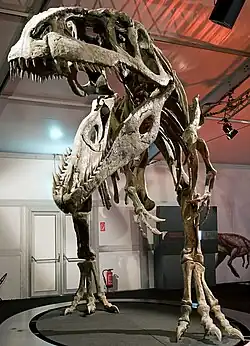 Reconstructed skeleton of Giganotosaurus carolinii