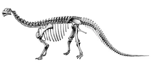 Black-and-white drawing of a reconstructed skeleton in side view. The shoulder blade is more horizontal, and the back is subtly sloping forwards.