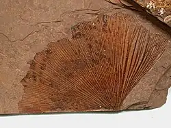Ginkgo biloba Eocene fossil leaf from the Tranquille Shale of MacAbee, British Columbia, Canada