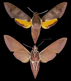 Gnathothlibus erotus