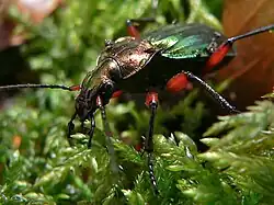Carabus auronitens festivus