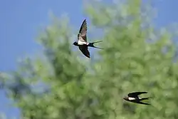 Barn swallows, Manzanares Linear Park, Madrid