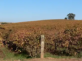 Vineyards at Gomersal in the hundred's southeast