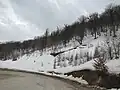 Forest in Tuskestan Road