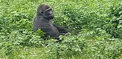 Image 23Gorilla at Mefou primate sanctuary (from Tourism in Cameroon)