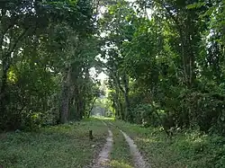 A path inside the park