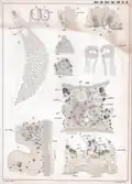 Plate 3 of the book