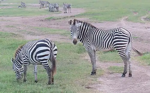 Grévy's × plains zebra hybrid, alongside plains zebras