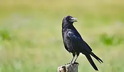 Carrion crow, Villafáfila, Zamora, Castile and León