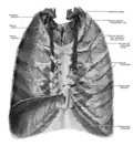 Anterior thoracic wall, from behind