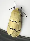 Markings when wings are closed.