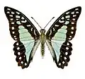Dorsal view