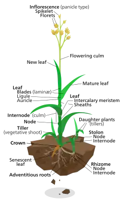 Diagram of a typical lawn grass plant
