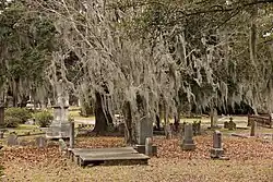 Graves surrounded by southern live oak and Spanish moss