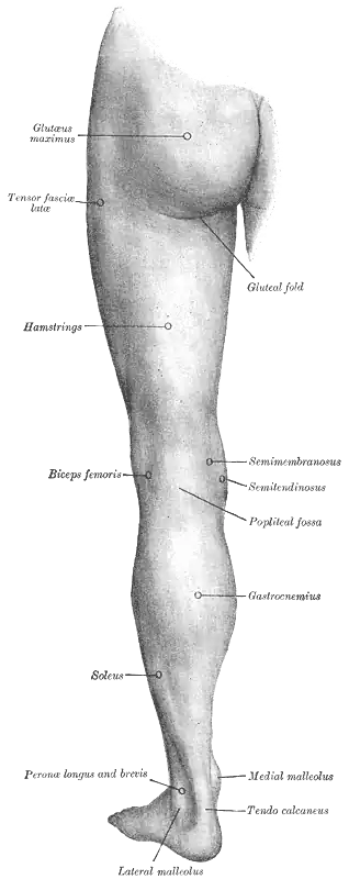 Surface anatomy of human leg