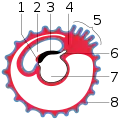 Diagram showing later stage of allantoic development with commencing constriction of the yolk-sac. 1 Heart 2 Amniotic cavity 3 Embryo 4 Body-stalk 5 Placental villi 6 Allantois 7 Yolk-sac 8 Chorion