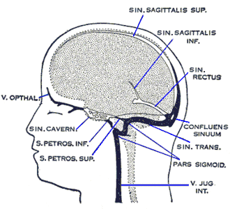 Dural veins