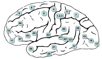 Lateral surface (The frontal pole is approximately at 10, the occipital pole is approximately at 17, and the temporal pole is approximately at 38.)