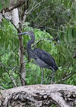 Great-billed heron in Ngurrungurrudjba, Kakadu National Park