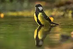 Great tit, Castelletto Merli, Piedmont
