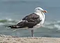 Adult in New York