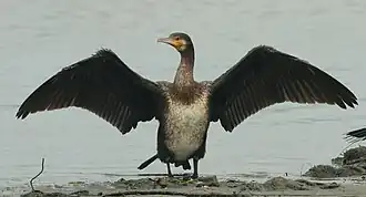 At Ponnani, Malappuram, Kerala, India