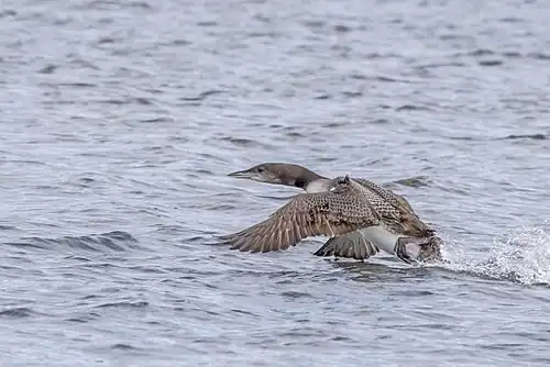 immature taking off