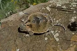 In Arizona