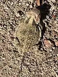 In Arizona