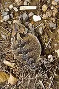 In New Mexico