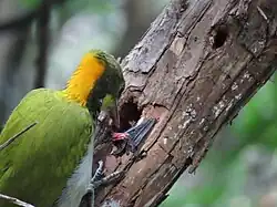 Eating a bat