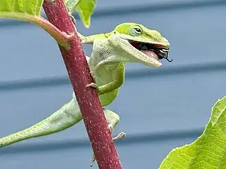 Carolina anole eating an invasive Japanese Beetle