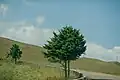 Vegetation