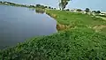 Greenery