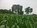 Greenery scene at Rafiq Villas