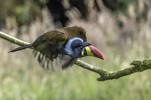 In flight