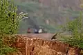 Grey Francolin amidst rocks and desert vegetation