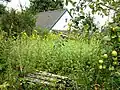 House between grass and apple trees