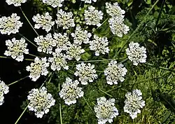 Ground elder