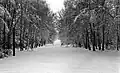 Peaceful snowscape as seen during a U.S. Army patrol in Zehlendorf's forest
