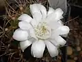 Flower of G.&nbsp;anisitsii