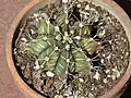 Small potted G. mihanovichii