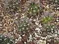 Young plants
