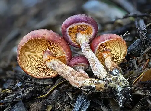 Undersides