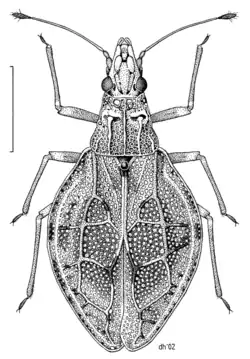 Cyperobia carectorum by Des Helmore – New Zealand