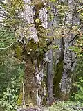 Old beech tree